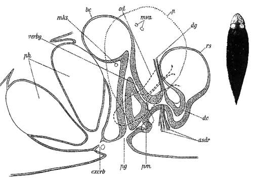 Image of Bothromesostoma personatum (Schmidt 1848)