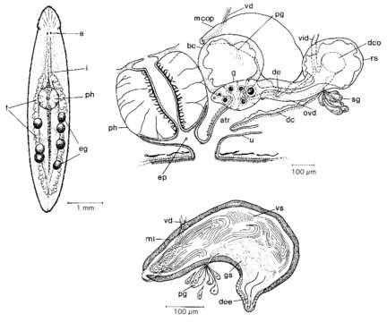 Image of Mesostoma