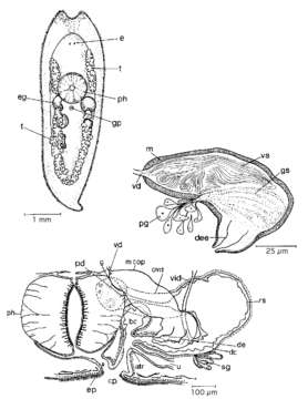 Image de Mesostoma