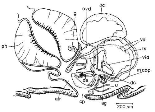 Image of Mesostoma canum Weiss 1909