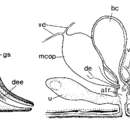 Sivun Mesostoma chusholensis Ruebush 1939 kuva