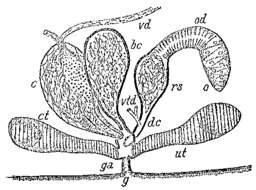 Image of Mesostoma chusholensis Ruebush 1939