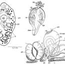 Image of Mesostoma columbianum Hyman 1939