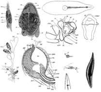 Image of Mesostoma craci Schmidt 1858