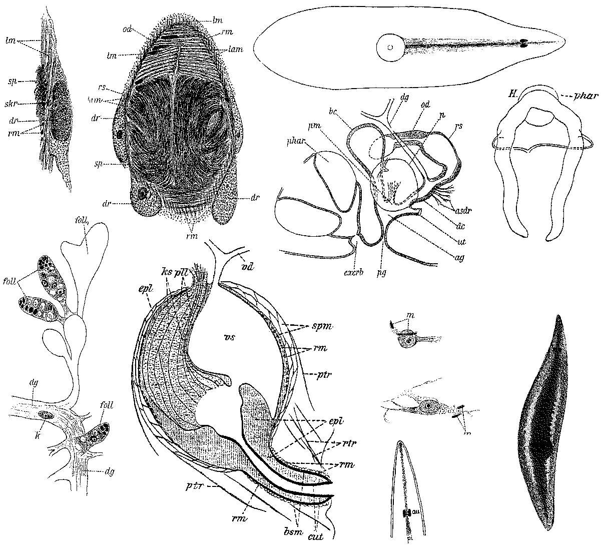 Image of Mesostoma craci Schmidt 1858
