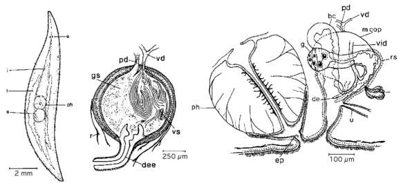 Image of Mesostoma craci Schmidt 1858