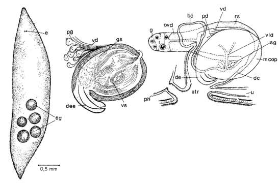 Image of Mesostoma curvipenis Hyman 1955