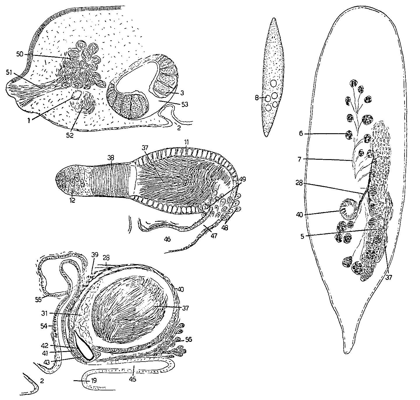 Image of Mesostoma curvipenis Hyman 1955