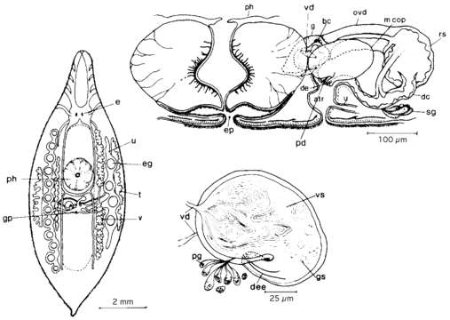 Image of Mesostoma ehrenbergii (Focke 1836)