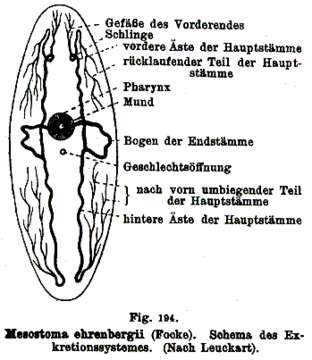 Image of Mesostoma ehrenbergii (Focke 1836)