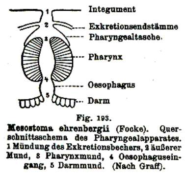 Image of Mesostoma ehrenbergii (Focke 1836)