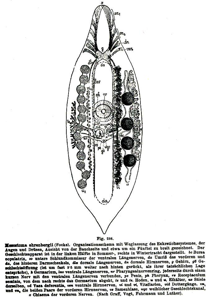 Image of Mesostoma ehrenbergii (Focke 1836)