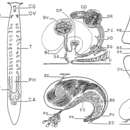 Sivun Mesostoma georgianum Darlington 1959 kuva