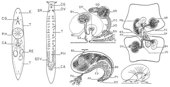 Image of Rhabditophora