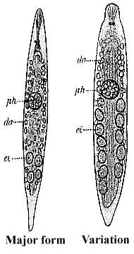 Plancia ëd Mesostoma lingua (Abildgaard 1789)