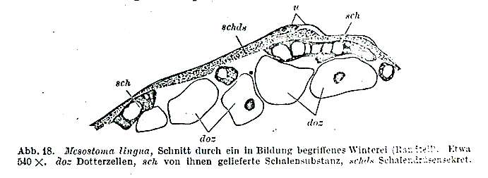 Plancia ëd Mesostoma lingua (Abildgaard 1789)