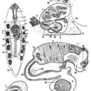 Sivun Mesostoma macropenis Hyman 1939 kuva