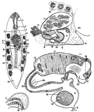 Image of Mesostoma macropenis Hyman 1939