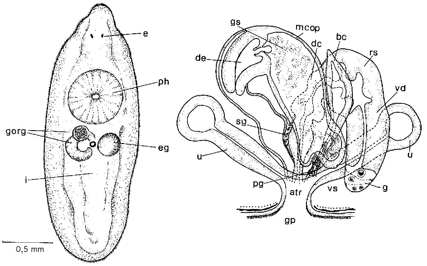 Image of Mesostoma macroprostatum Hyman 1939