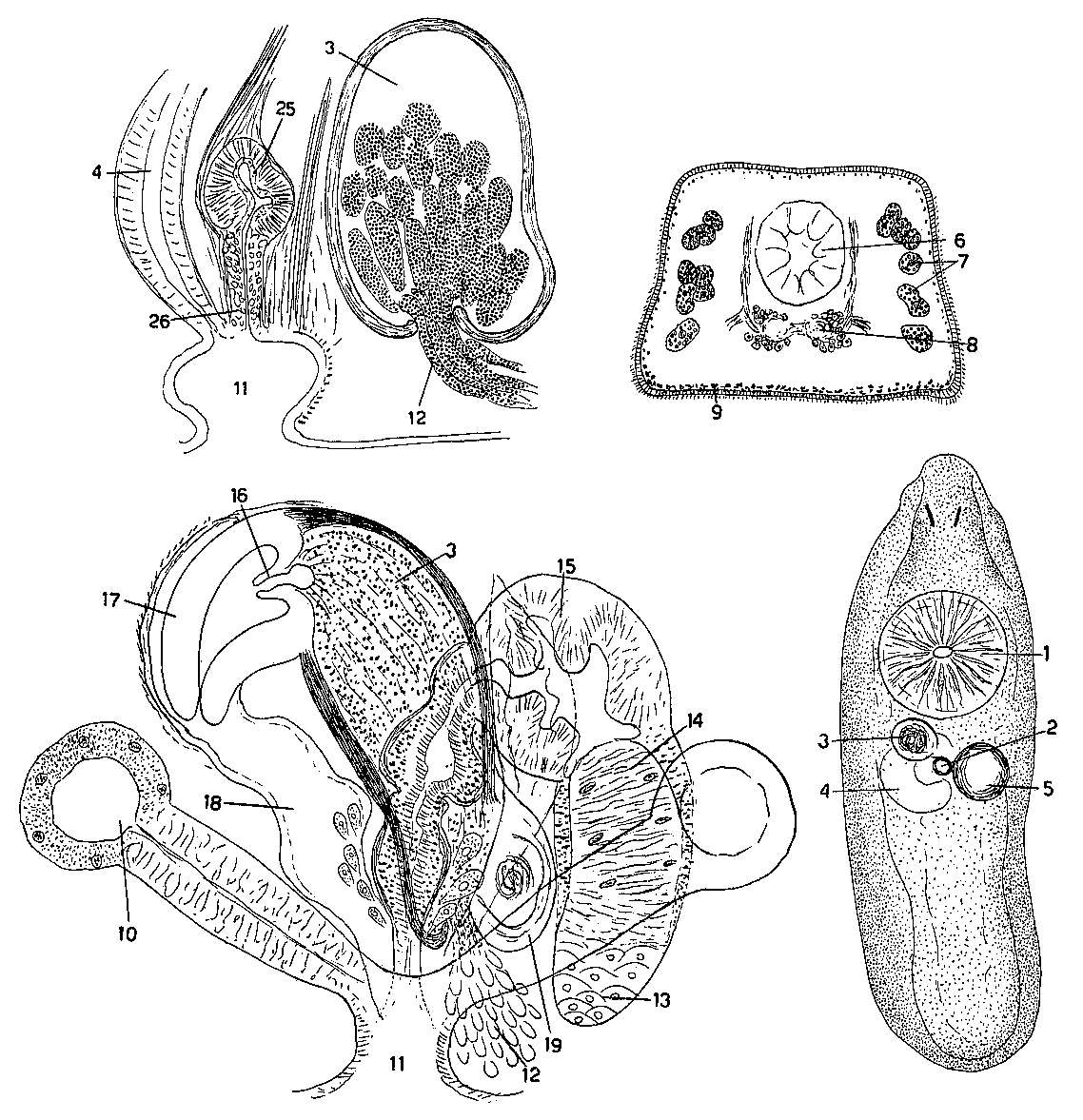 Image of Mesostoma macroprostatum Hyman 1939