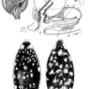 Image de Mesostoma maculatum Hofsten 1916