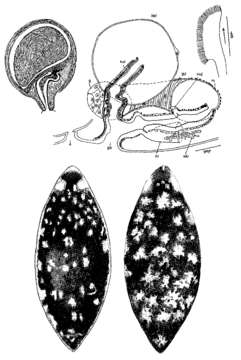 Image of Mesostoma maculatum Hofsten 1916
