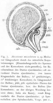 Image of Mesostoma maculatum Hofsten 1916