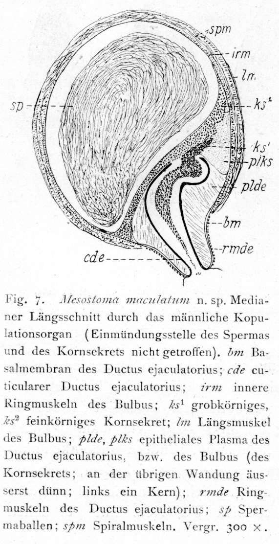 Слика од Mesostoma maculatum Hofsten 1916