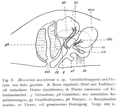 Image of Mesostoma maculatum Hofsten 1916