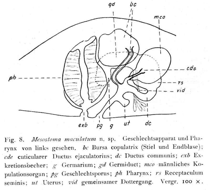Слика од Mesostoma maculatum Hofsten 1916