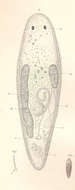 Image of Promesostoma