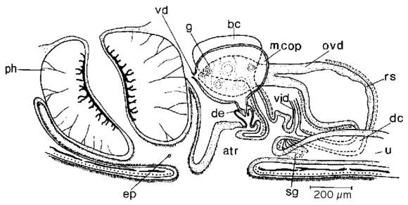 Слика од Mesostoma michaelseni Weiss 1909