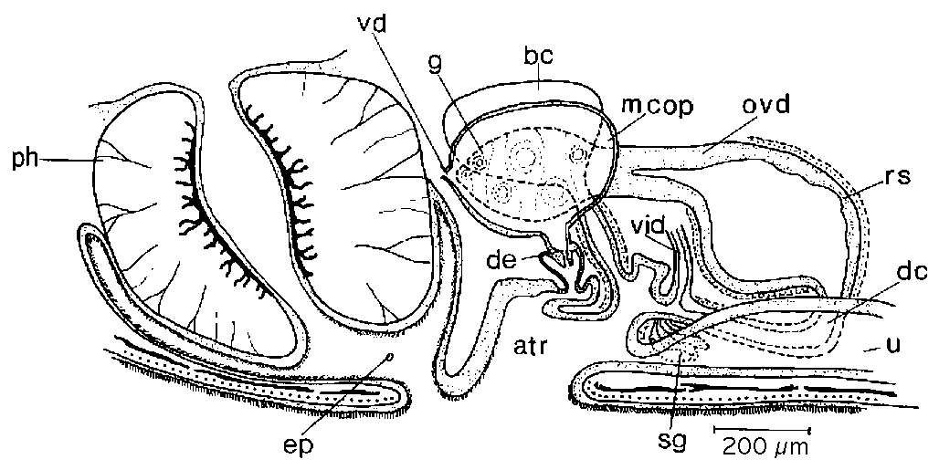 Image of Mesostoma michaelseni Weiss 1909