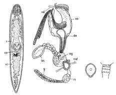 Слика од Mesostoma murmanicum Nasonov 1923