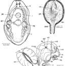 Sivun Mesostoma mutabile Bohmig 1902 kuva