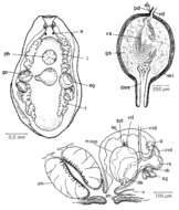 Image of Mesostoma mutabile Bohmig 1902