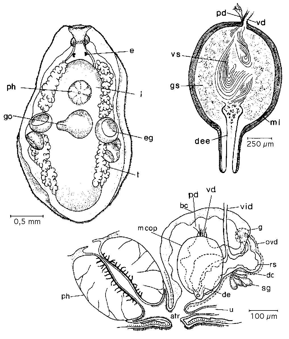 Image of Mesostoma mutabile Bohmig 1902