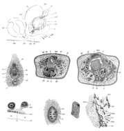 Слика од Mesostoma mutabile Bohmig 1902