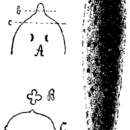 Image de Mesostoma nigrirostrum Braun 1885