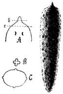 Plancia ëd Mesostoma nigrirostrum Braun 1885