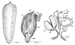 Слика од Mesostoma nigrirostrum Braun 1885