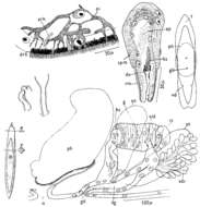 Image of Mesostoma platycephalum Braun 1885