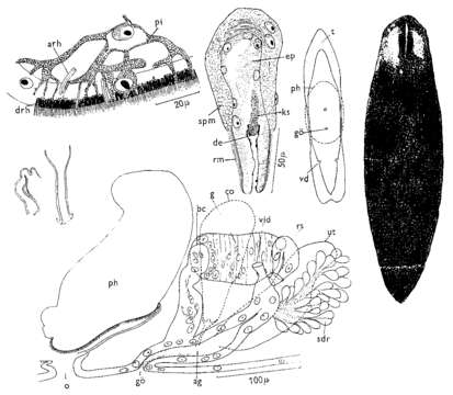 Image of Mesostoma platygastricum Hofsten 1924