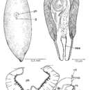 Image of Mesostoma platygastricum Hofsten 1924