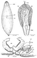 Image of Mesostoma platygastricum Hofsten 1924