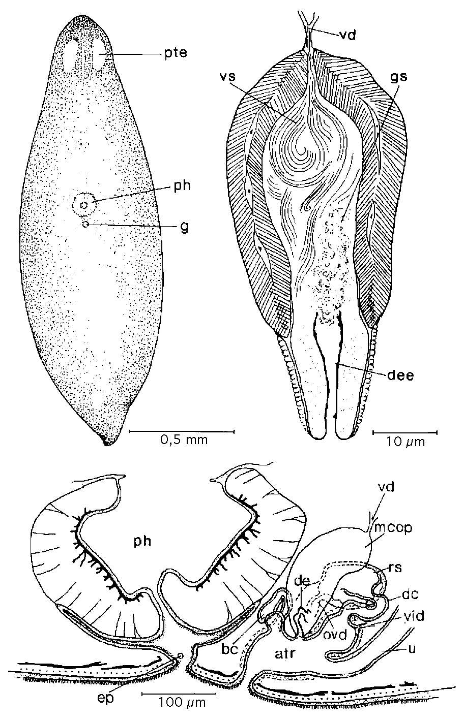 Слика од Mesostoma platygastricum Hofsten 1924