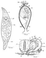 Слика од Mesostoma productum (Schmidt 1848)