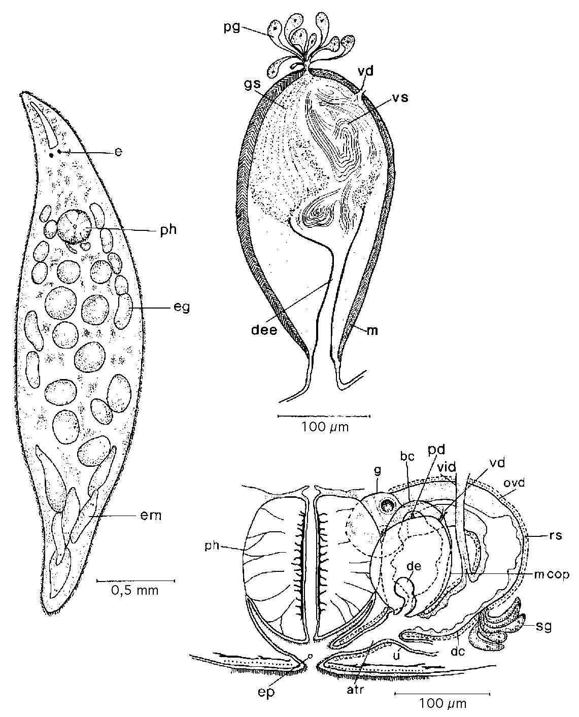 Image of Mesostoma productum (Schmidt 1848)