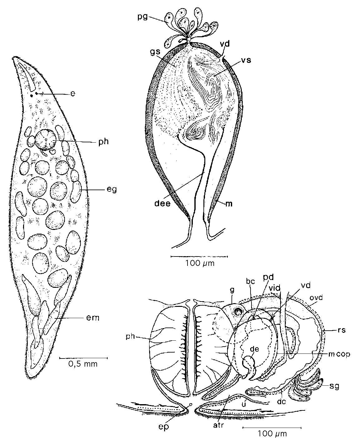 Слика од Mesostoma productum (Schmidt 1848)