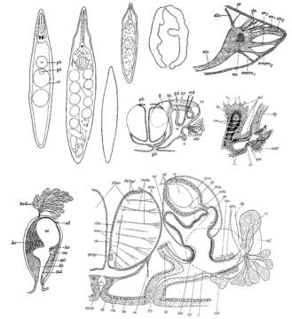 Слика од Mesostoma productum (Schmidt 1848)